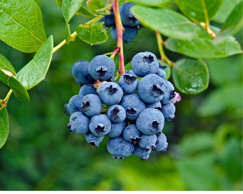 Blueberries Blog 1